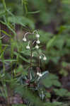 Pipsissewa <BR>Spotted wintergreen